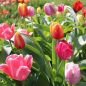 Preview: ABVERKAUF  Tulpen Mischung 250 Stück