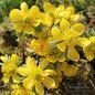Preview: Eranthis cilicica Winterlinge 1