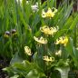 Preview: Erythronium hybride Pagoda - Zahnlilie 4