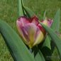 Preview: Fosteriana Tulpe Flaming Purissima 1