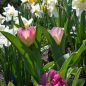 Preview: Fosteriana Tulpe Flaming Purissima 4