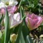 Preview: Fosteriana Tulpen Flaming Purissima 5