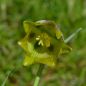 Preview: Fritillaria elwesii