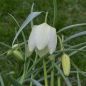 Preview: Fritillaria meleagris Alba 1