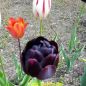 Preview: Gefüllte Späte Tulpen Black Hero 1