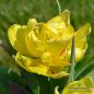 Preview: Gefüllte Frühe Tulpe Monsella 1