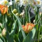 Preview: Gefüllte Frühe Tulpe Monte Orange 5
