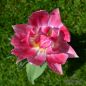 Preview: Gefüllte frühe Tulpe Peach Blossom