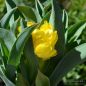 Preview: Gefüllte Frühe Tulpe Yellow Baby 2