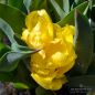 Preview: Gefüllte Frühe Tulpe Yellow Baby 3