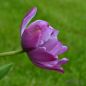 Preview: Gefüllte Späte Tulpen Blue Diamond