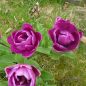 Preview: Gefüllte Späte Tulpen Blue Spectable
