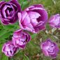 Preview: Gefüllte Späte Tulpen Blue Spectable