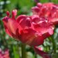 Preview: Gefüllte Späte Tulpen Sundowner 1
