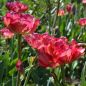 Preview: Gefüllte Späte Tulpen Sundowner 2