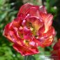 Preview: Gefüllte Späte Tulpen Sundowner 3