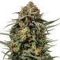 Preview: Gelato 44 Hybrid Hanf Samen