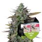 Preview: GOAT'lato Auto Hybride Cannabis Saatgut