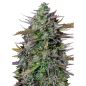 Preview: GOAT'lato Auto Hybride Hanf Samen