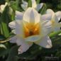 Preview: Greigii Tulpen Little Girl 3