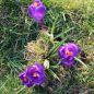 Preview: Crocus Großblumige Flower Record 3