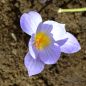 Preview: Crocus Botanische speciosus 1