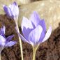 Preview: Crocus Botanische speciosus 2