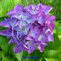 Preview: blaue hortensien