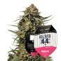 Preview: Gelato 44 Hybrid Cannabis Saatgut