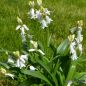 Preview: Hyacinthoides hispanica Prachtmischung