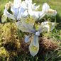 Preview: Iris histroides Katharine Hodgkin 3