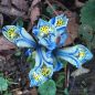 Preview: Iris histroides Katharine Hodgkin 1