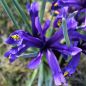 Preview: Iris reticulata 1