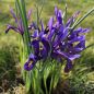 Preview: Iris reticulata 2