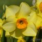 Preview: Jonquilla Narzissen Martinette 1