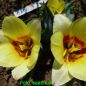 Preview: Kaufmanniana Tulpen Glück 2