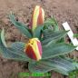 Preview: Kaufmanniana Tulpen Glück 3