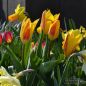 Preview: Kaufmanniana Tulpe Giuseppe Verdi 4