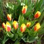 Preview: Kaufmanniana Tulpe Goudstuk 1
