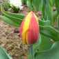Preview: Kaufmanniana Tulpe Goudstuk 2