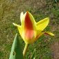 Preview: Kaufmanniana Tulpe Goudstuk 3
