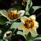 Preview: Kaufmanniana Tulpen Hope 3