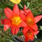 Preview: Kaufmanniana Tulpen Scarlet Baby 3