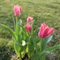 Preview: Kaufmanniana Tulpen Shakespeare 1
