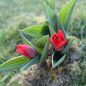 Preview: Kaufmanniana Tulpen Showwinner 2