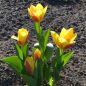 Preview: Kaufmanniana Tulpe Stresa 5
