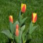 Preview: Kaufmanniana Tulpe Stresa 6