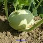 Preview: Kohlrabi Lanro, weiß