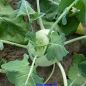 Preview: Kohlrabi Korist, weiß