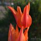 Preview: Lilienblütige Tulpe Ballerina 1